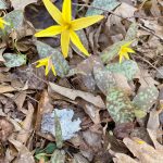 Yellow Trout Lily