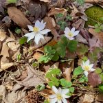 Bloodroot