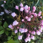 Closed Mountain Laurel Buds