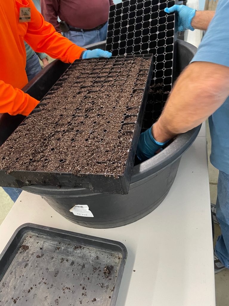 a plastic seed tray is being filled with potting medium. People are holding the tray and filling it with the medium from a bucket.