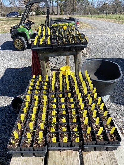 A green side-by-side truck sits close to  pallets containing rows of 3' pots of seedling plants with yellow markers.
