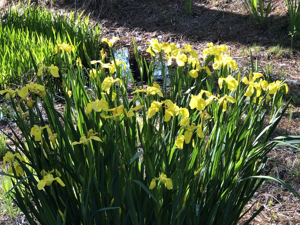 Yellow blooming Louisiana Iris with dark green, upright foliage in a small pond