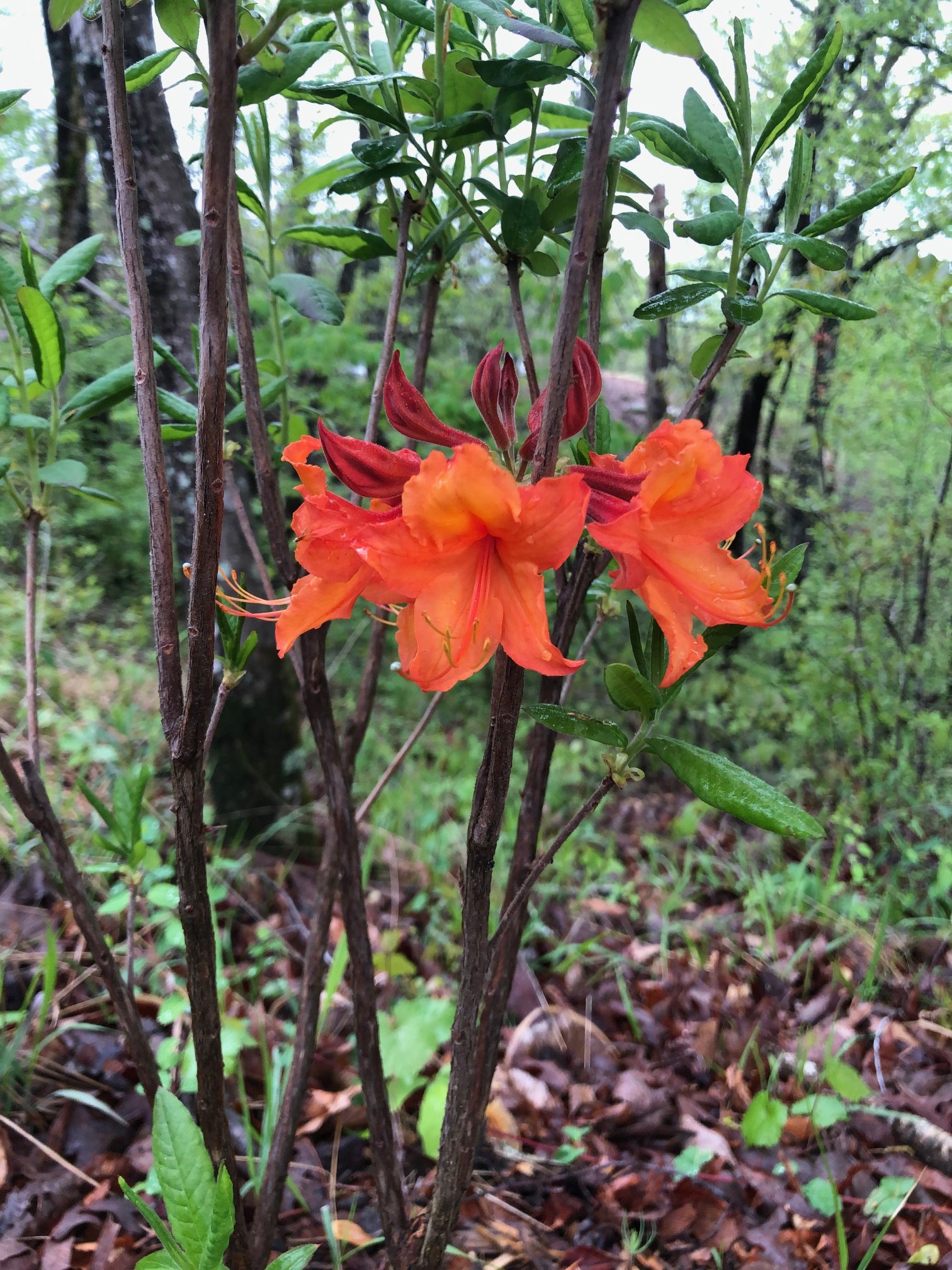 a close-up of red native azalea stems circling a brown stem with green foliage in the background