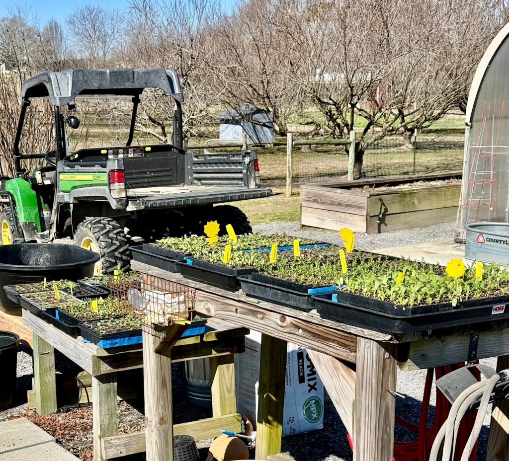 Labeled seedlings on a table near a green all-terrain vehicle. Plants we are growing for our Spring Plant Sale.