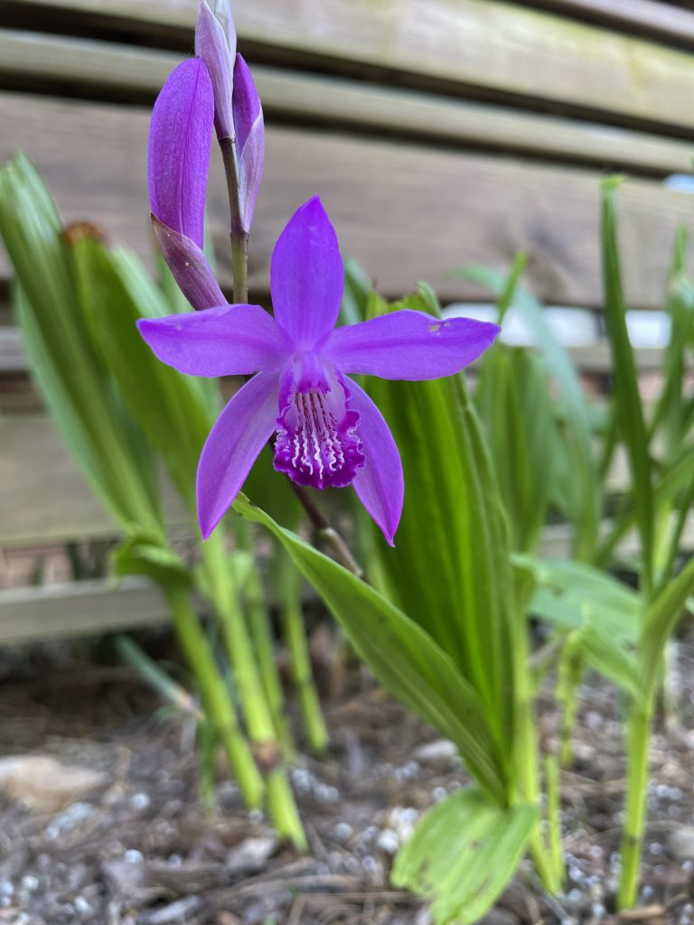 A pink bloom of a Chinese Ground Orchid.  It has star-shaped sepals and inner petals that resemble a dragon's mouth.  The bottom of the petal has wavy white stripes.  In the background are the green leaves that are long and sword-like.