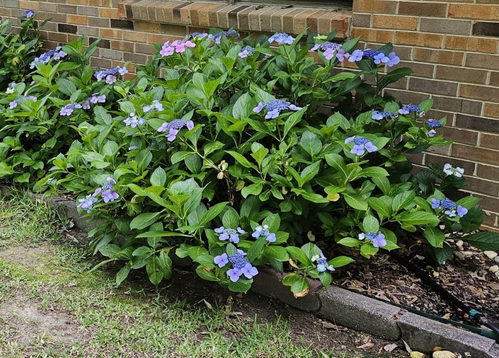 This is a green shrub with pink, blue and purple flowers.  the flowers have a flat, open, central cluster of tiny, flowers surrounded by a ring of four sepaled flowers.  