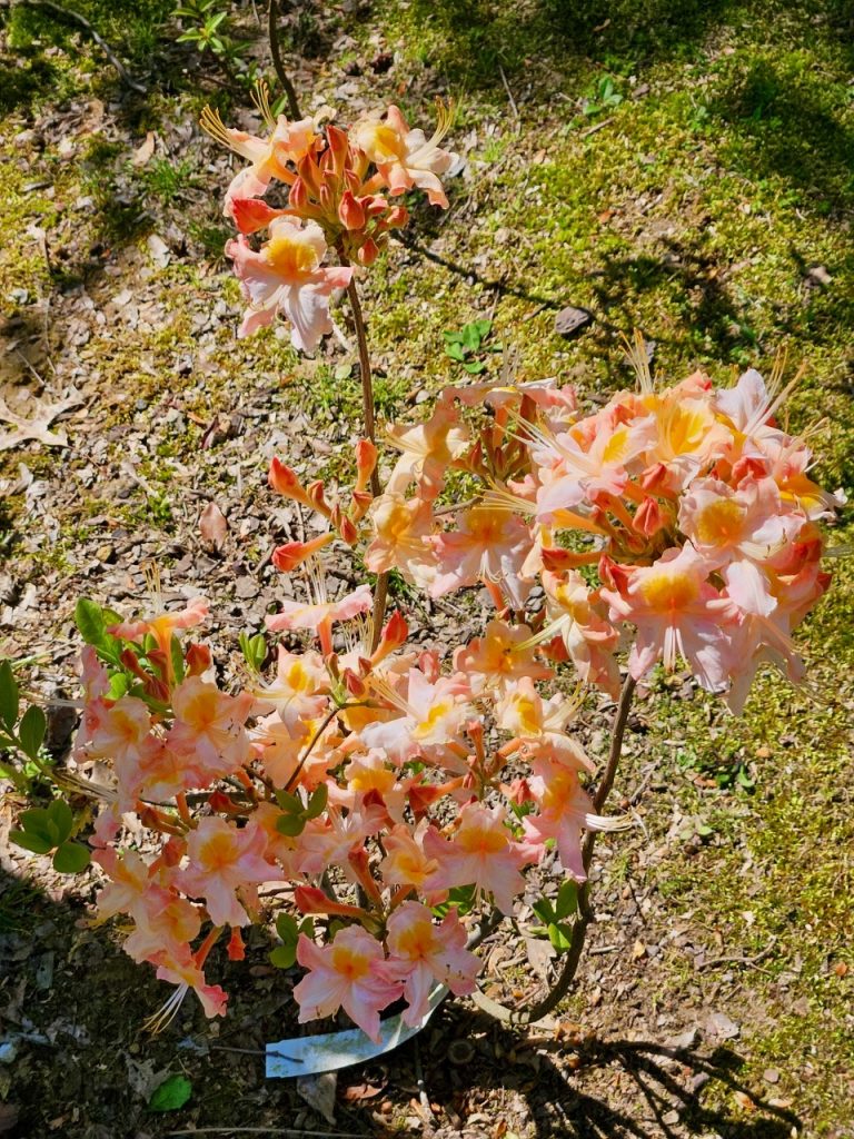 A deciduous native Azalea called Pink Carousel.  The small trumpet-shaped flowers are a bright color mix of white, pink, coral, and light orange.  They are arranged in rounds of 5 or 6 on one stem.  They cover most of the small shrub's branches.