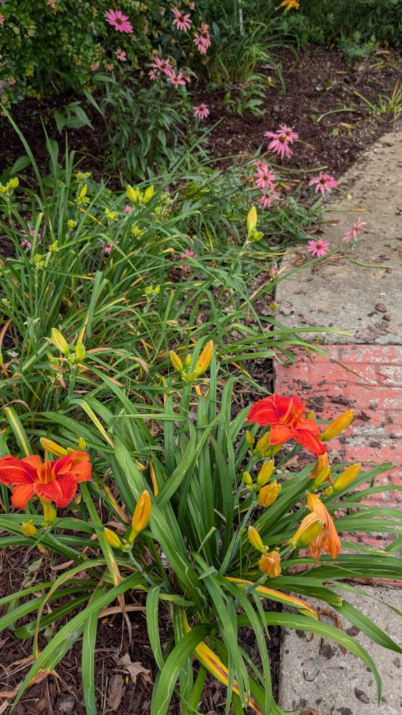 A curved brick seating area surrounded on the backside by orange daylilies and green foliage in the foreground with purple coneflowers in the background.