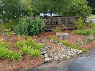 The rocky stream bed that hold water at the rain garden, surrounded by daylilies and a big green bush that is near the brown wooden viewing platform above it.