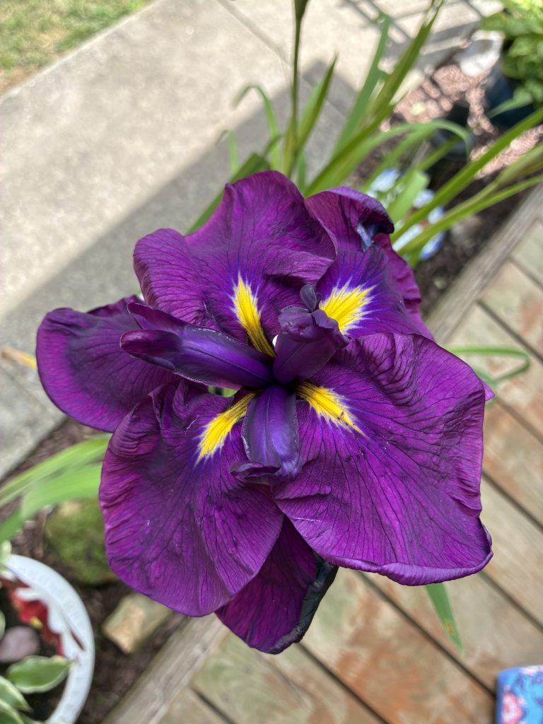This is a purple Japanese Iris that has yellow streaks in the centers of the inner petals that extend into the larger petals. The innermost petals are almost a bluish purple