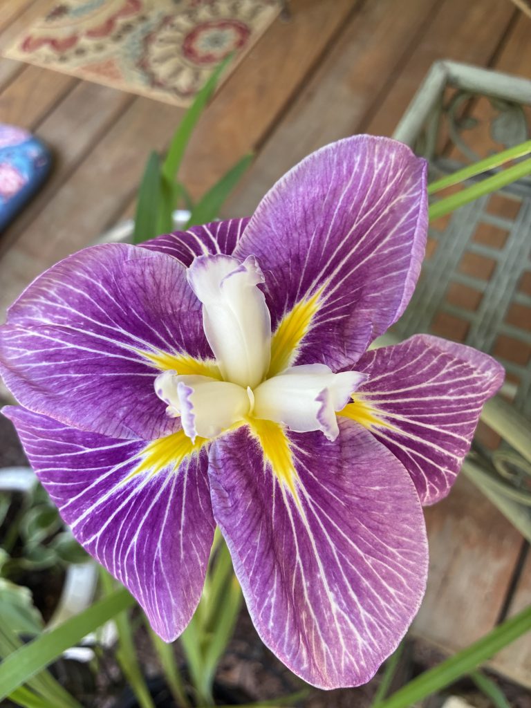 This photo is a close-up of a medium purple Japanese Iris with 6 petals that are streaked with white veins.  The three central style arms are white with purple edges at the tips.  The petals have yellow dagger streaks coming from the bottom of the style arms.
