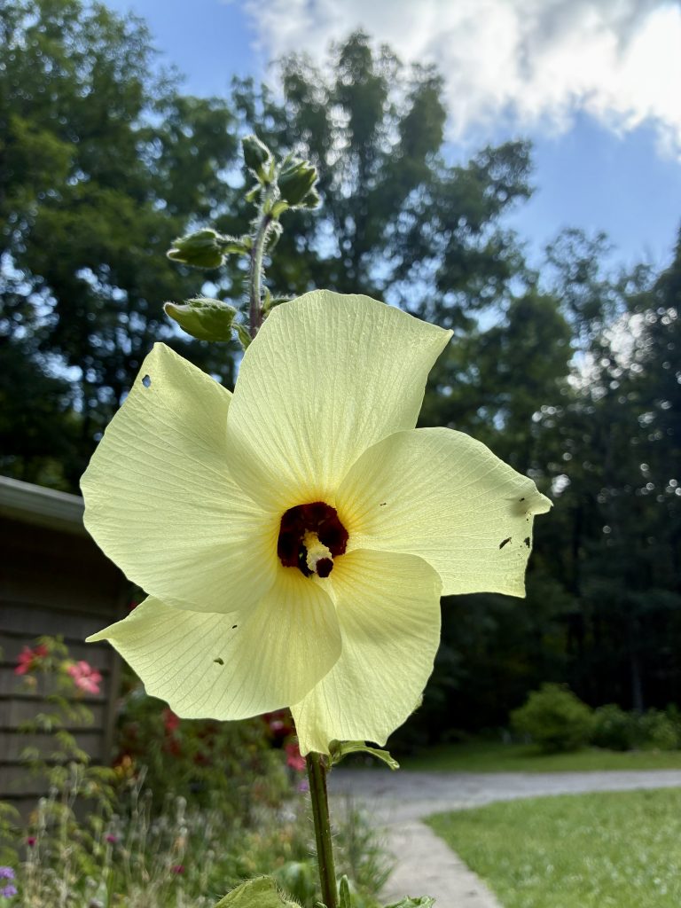Pictured is a closeup of a five-petaled sunset hardy Hibiscus.  It is a bright, creamy lemonade yellow and the petals are arranged just like a pinwheel. There is a super dark burgundy center "eye" with a yellow stamen protruding from it.  A wooden slat-fence is seen in the background as well as an out-of-focus stand of trees.