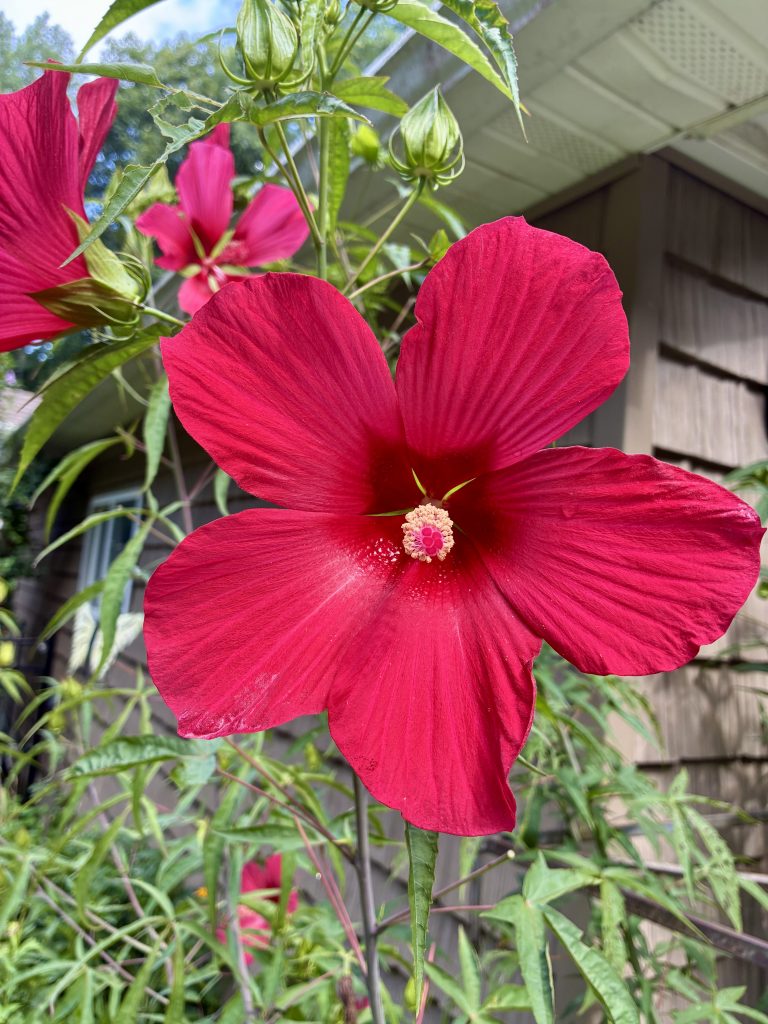 Pictured is a large cardinal red, five-petaled hibiscus flower.  It is about 8 inches in diameter and features a dark red center with a yellow stamen.  There's green foliage in the background as well as four other hibiscus blooms.