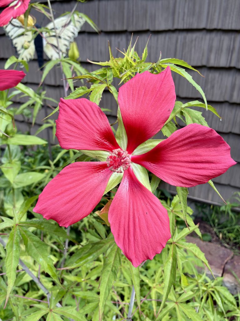 Pictured is a closeup of a Texas Star Hibiscus.  It has five crimson shiny petals that are distinct and separate, not touching each other.  The flower is about 6 inches in diameter.  Behind the red petals, green sepals are visible.  These form the "star" seen between the separated red petals.  The stamen appears a red-pink in this photo.  There is green foliage in the background and grey shaker siding of a structure.