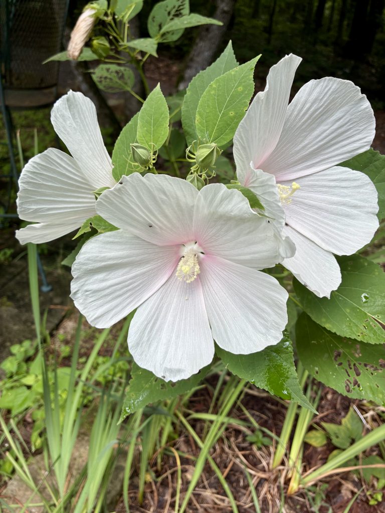 Pictured is a five-petaled white hibiscus that has a very slightly pink center.  The stamen appears to be a very light yellow.  There are three flowers blooming together.  One faces the camera and the other two face right and left. Light green foliage is seen in the background.