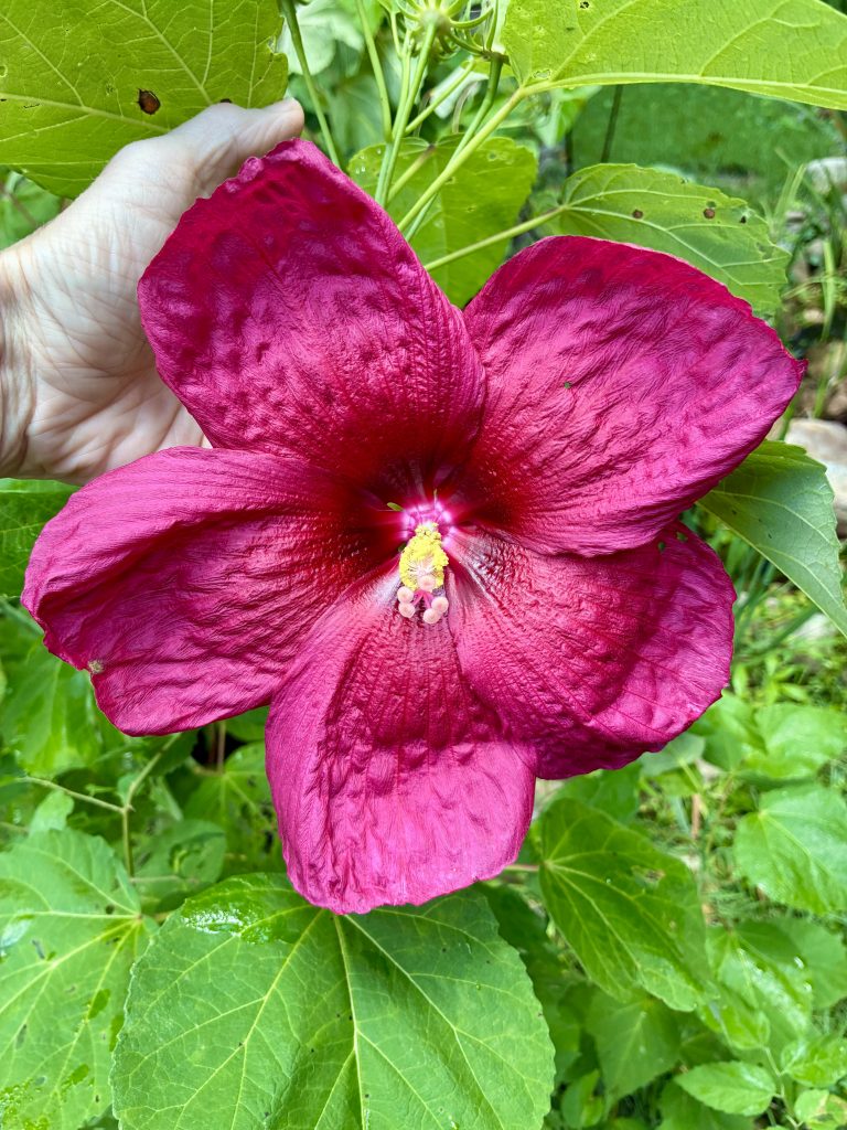 Pictured is a hot pink hardy hibiscus bloom.  Five large petals surround a yellow pollen-rich stamen.  The blooms are about 8 inches in diameter.  In the background, light green foliage is present.