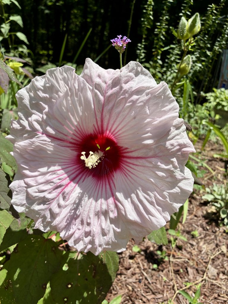 Pictured is a white hardy hibiscus that has a slightly pink hue nearer to the center.  There is a very dark red center that radiates outward in hot pink lines.  The petals are slightly ruffled at the edges and there are two layers of petals.  The stamen appears white against the dark red center.