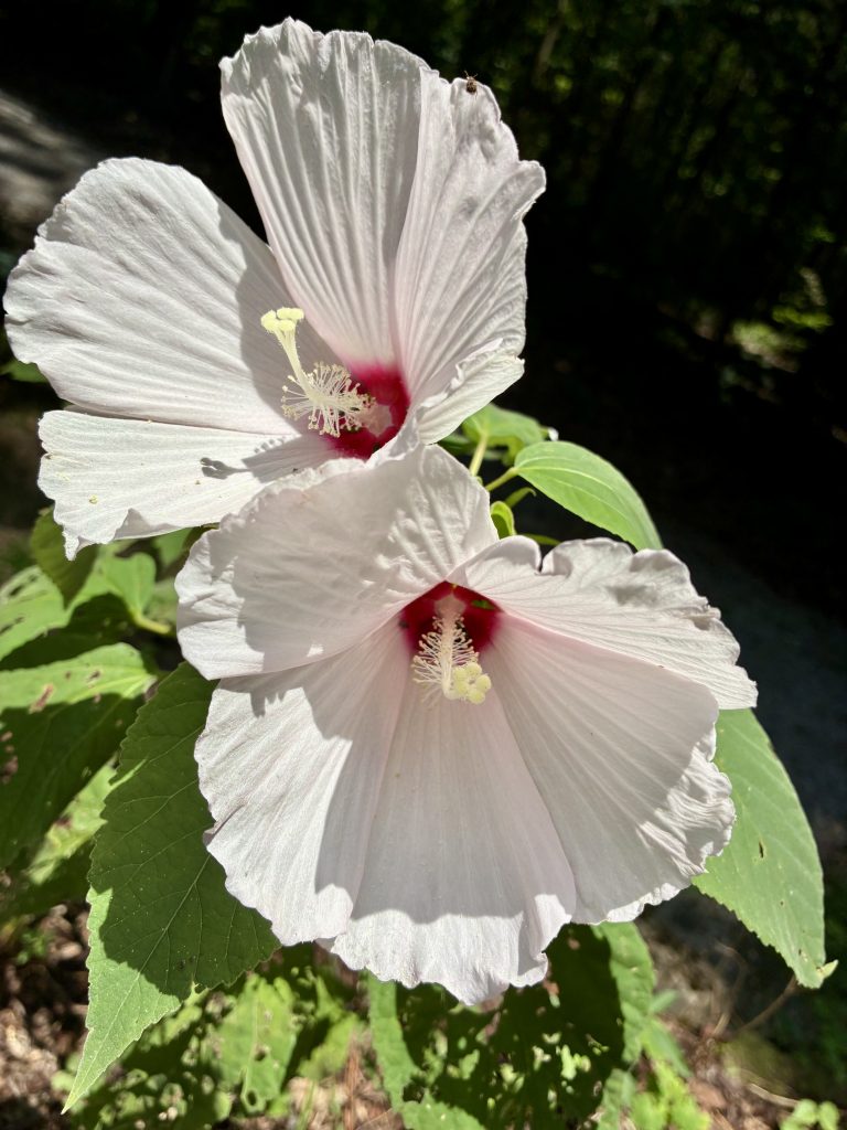 Pictured are two white five-petaled blooms of the Swamp Mallow Hardy Hibiscus.  One is aimed downward and the other is touching it and faces upward and to the left.  The center of each is a deep pinkish red and the white petals have a pink blush at the center.  The stamen appears white in the photo and there are 5 balls of pollen at the tip.  