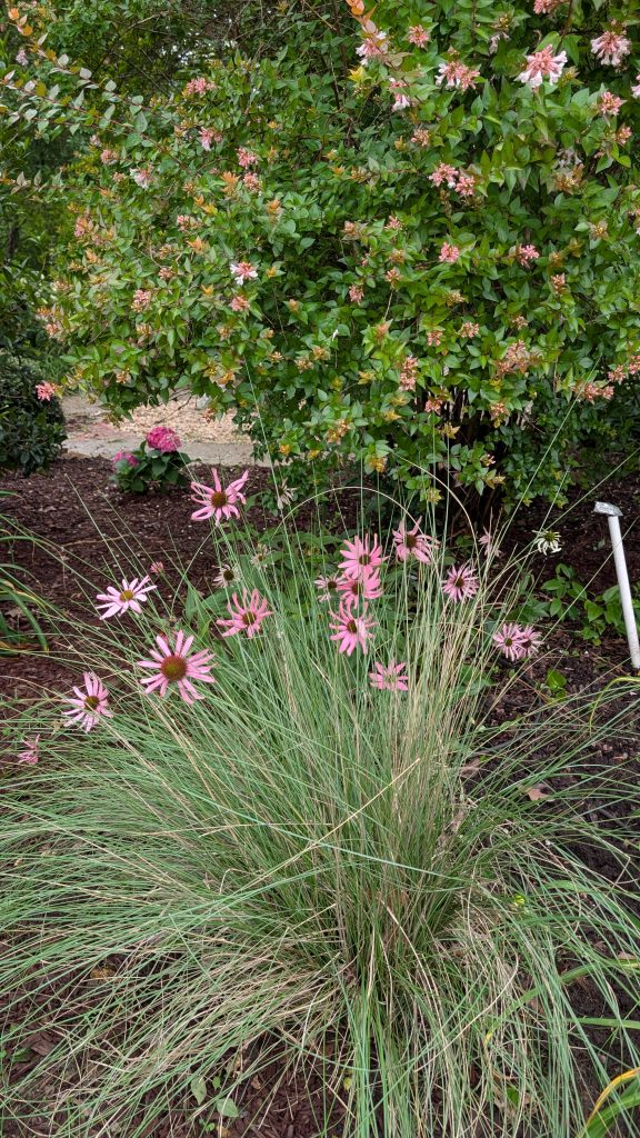 Purple Coneflowers bloom behind a green muhly grass bush with a Canyon Creek Abelia bush blooming with white flowers behind it. The abelia is tall and the foliage is lightly variegated with some medium green and lighter green tones.