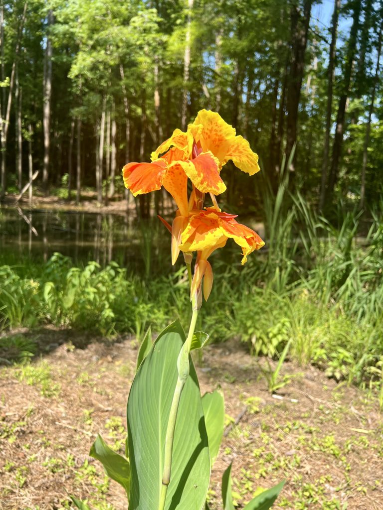 This is a picture of a cluster of three yellow and orange mottled Canna Lily flowers on a tall green stem with large green smooth oval leaves enveloping it.  It is situated near a pond and there are pond plants in the background.