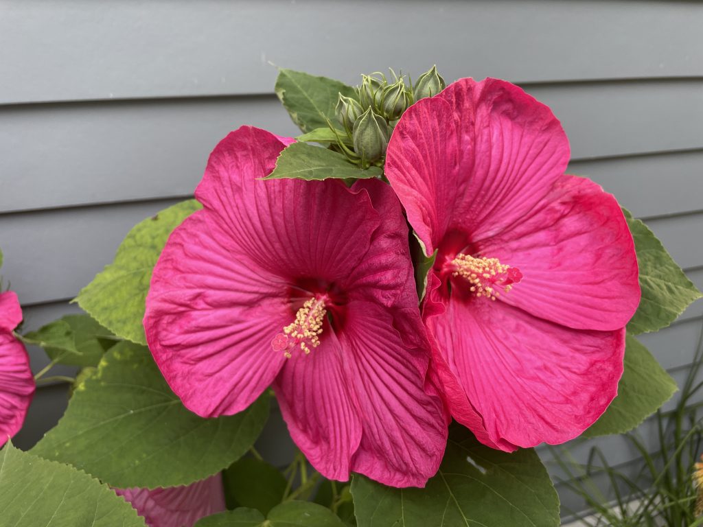 Two hot pink large hibiscus flowers, each with five floppy petals, blooming right next to each other with green ovate leaves surrounding them and a cluster of green buds sticking out above them.