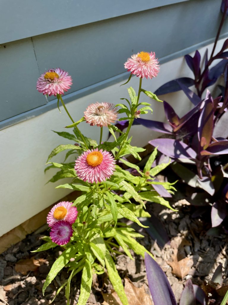 A cluster of six strawflowers growing on light green stems with spear-shaped leaves that are several inches long.  The flowers are 1.5 inches in diameter and are papery, with countless small dagger-like light pink petals attached around a circular yellow center that stands higher around the edges. 