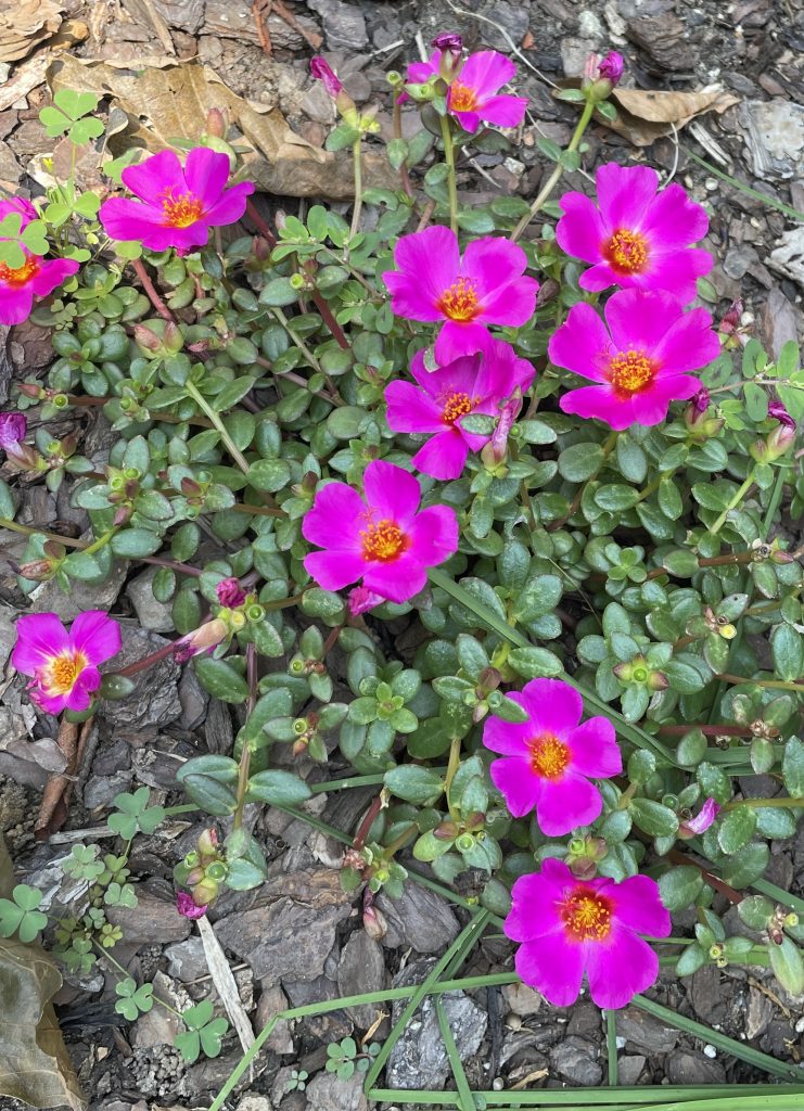 This image is a picture of five-petaled hot pink portulaca flowers with a bright yellow center.  They are surrounded by their dark green foliage, which consists of small, smooth, fleshy dense oval leaves that are clustered at stem joints.  