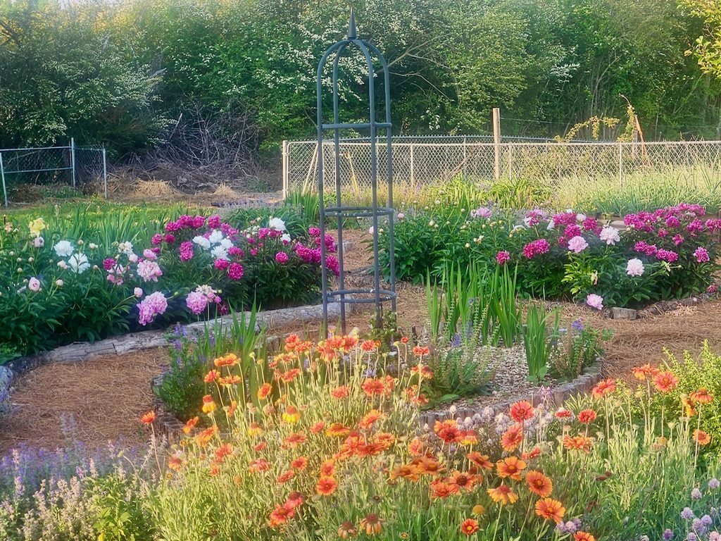 In the foreground are Firewheel Gallardia wildflowers which are orange with yellow edges.  They are growing tall on the stems.  Behind them are irises that are not in bloom.  Beyond those are clusters of peonies that are blooming with white, light pink and very hot pink flowers.  Beyond those are ornamental grasses and a chain-link fence.  A dense forest lies beyond the fence.  