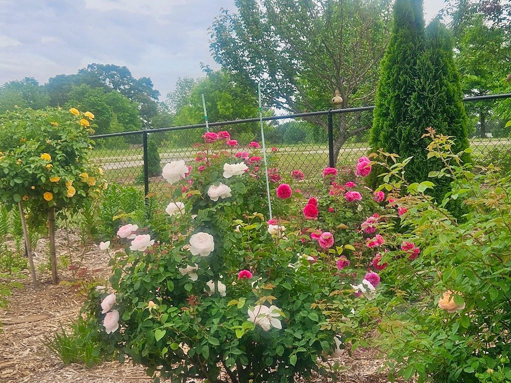 A photo of a garden with various ornamental plants in it.  To the left is a yellow Lady Banks' Rose bush and center is a very full beautiful white rose bush.  Center right is a hot pink rose bush, and the far right is a light orange rose bush.