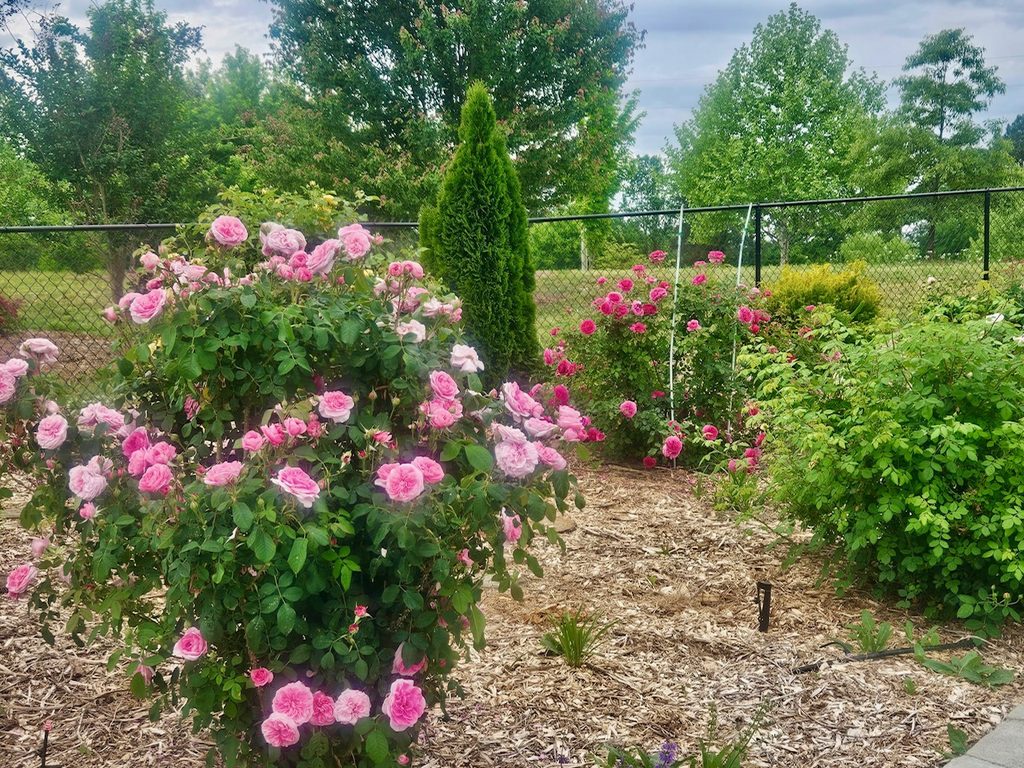 On the left is a large medium pink rosebush filled with roses with dark green foliage.  In the background is a hot pink rose bush and to the right is a rose bush with medium green foliage that isn't flowering yet.