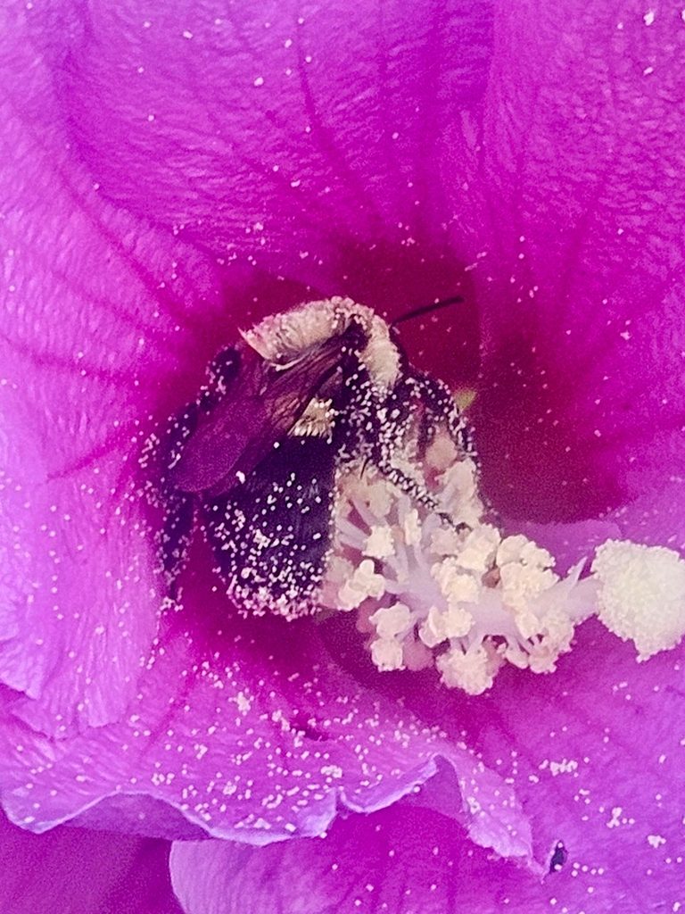 A yellow and black bumblebee is curled around a stamen in a large pink flower.  The bee is covered in tiny pollen grains and so is the interior of the flower.
