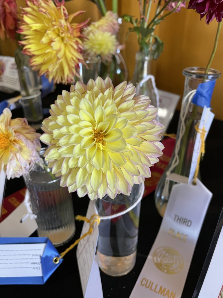 A medium-sized yellow Dahlia with pink tinged edges in a clear glass container.  There is a first prize blue ribbon attached