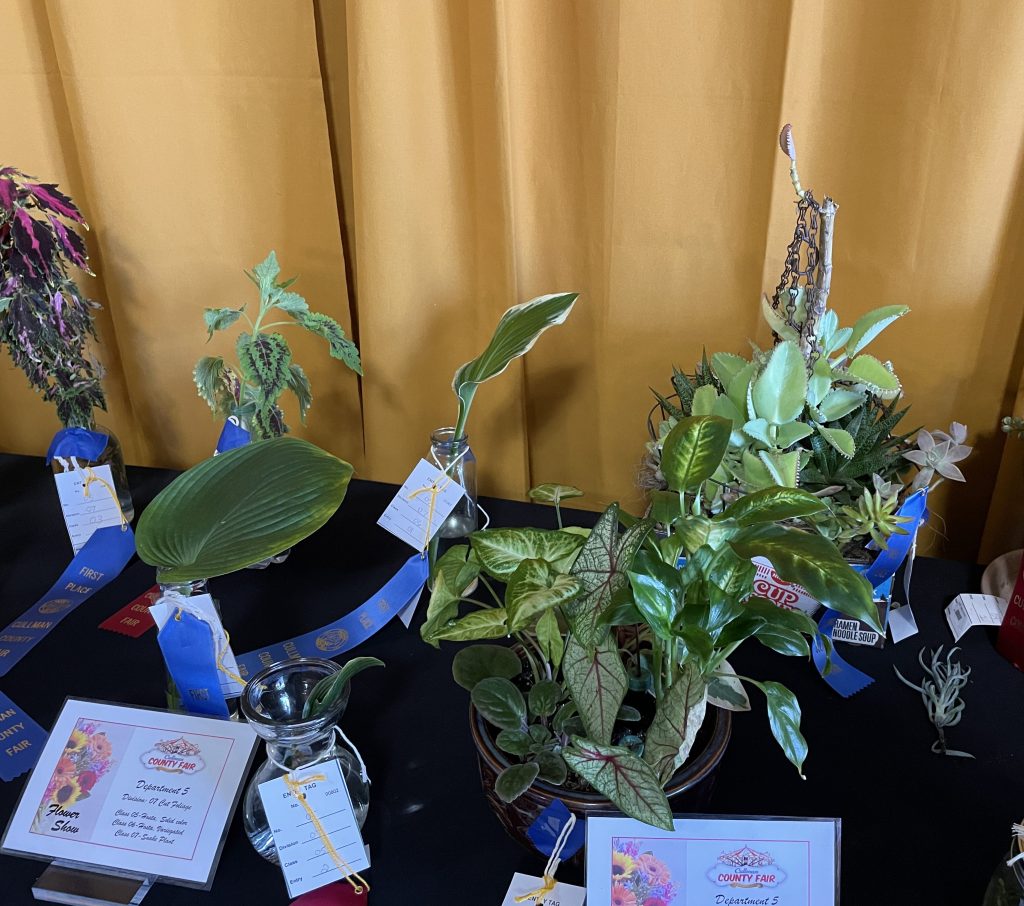 In the background on the left, there are two different varieties of variegated Coleus in glass vases.  In the foreground is a single leaf from a hosta plant.  In the middle background is a variegated hosta leaf.  In the middle is a combination planter with two caladiums, an arrowhead plant, and a small African violets. In the back is a succulent combination planter with mother of thousands and other varieties of succulents.