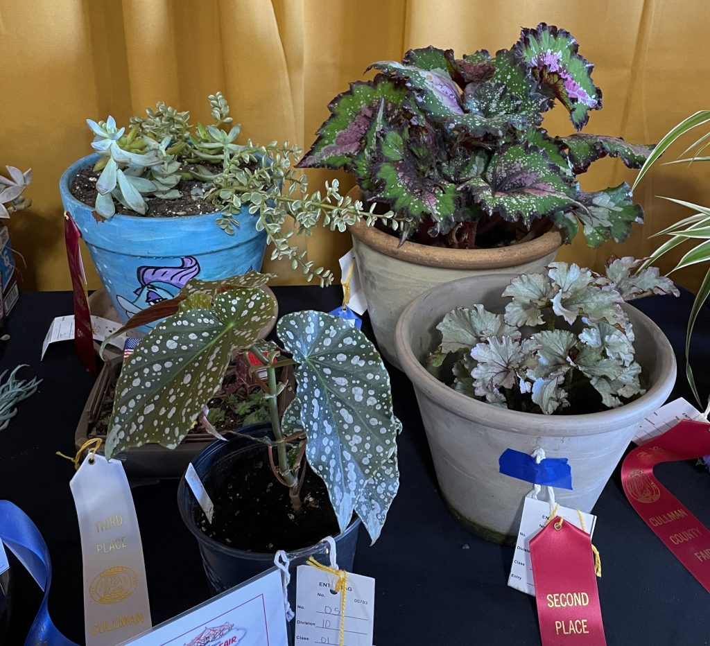 Polka-dot Begonia in the foreground with a pewter begonia next to it and a Rex Begonia behind it.  To the left is a painted pot with a fish on it that contains five succulent plants.