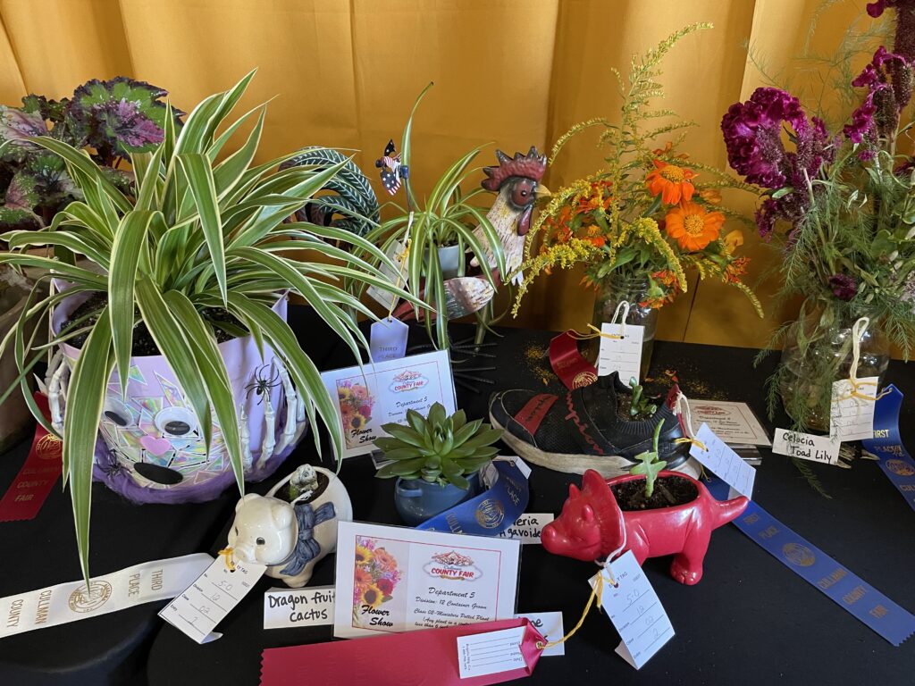 On the left is a variegated spider plant in a pot that looks frightened (of the spider plantlets hanging down.  In the foreground on the left is a dragon fruit cactus in a pig planter.  To its right is a escheveria agavoides in a small blue pot and to its right is a fishbone cactus in a red triceratops planter.  Directly behind it is a Crassula ovata Gollum succulent in a red and black Champion tennis shoe.  Behind it is a glass jar with Mexican sunflowers and goldenrod.  To the right is a clear vase of celocia and toad lilies.