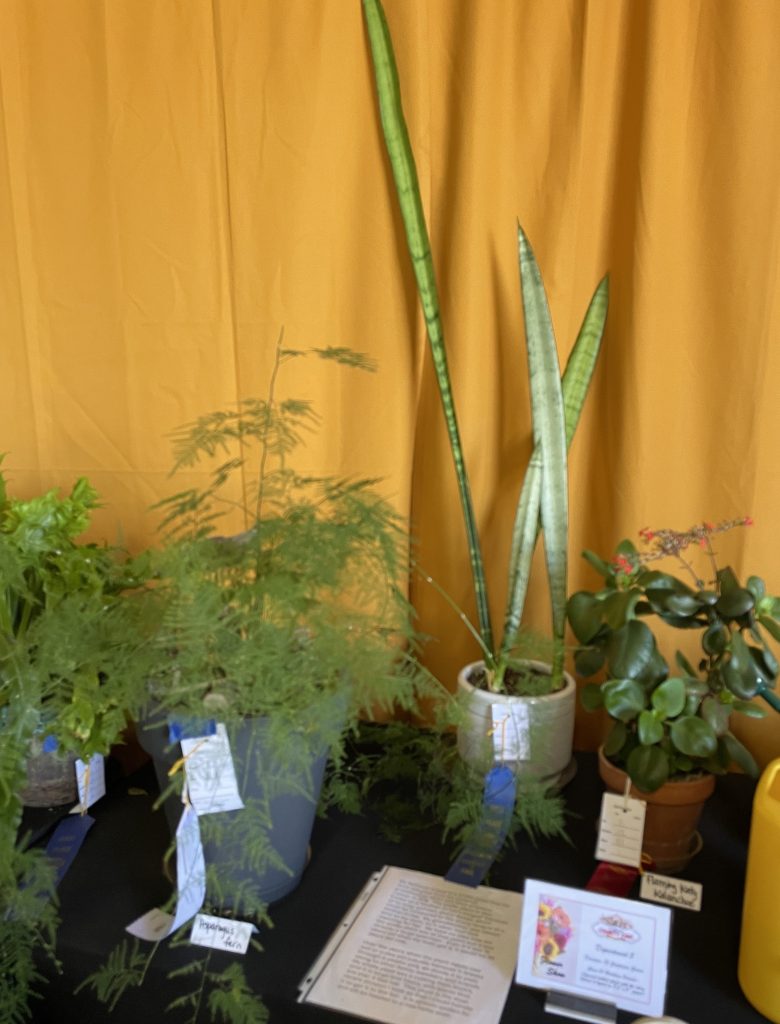 On the left is an asparagus fern, with wispy, thin triangular leaves.  In the middle is a tall snake plant in a white vase.  On the right is a Flaming Katy Kalanchoe in a terracotta pot.