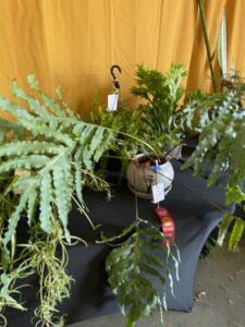 A large green caterpillar fern with drooping leaves and a brown fuzzy rhizome  in the top of the pot.