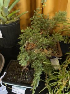 Two Chinese juniper plants cut down to be bonsai trees.  