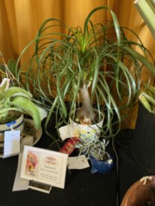 A wide trunked pony tail palm with lots of long slender medium green leaves hanging down from multiple stems from its wide base in a small white pot with blue and yellow and green squares on it.  There is a yellow plastic turtle in the pot. There are other plants around it.