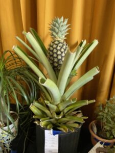 A pineapple plant grown right here in a Cullman County personal greenhouse!  The plant has stiff green leaves that have been trimmed and a spiky medium-sized pineapple growing on top!