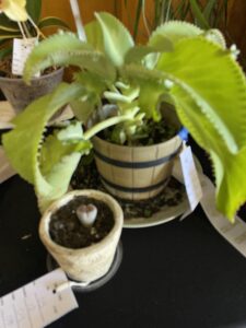 A light green Mother of Thousands Kalanchoe in a plastic barrel designed planter.  In the front left is a small light brown clay pot with a grey lithops succulent plant.  The top of the plant is a rose pink color.