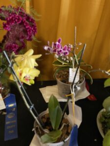 Two Phalaenopsis orchids.  The one in the foreground has larger yellow blooms and the smaller on in the background has smaller pink and white variegated blooms.