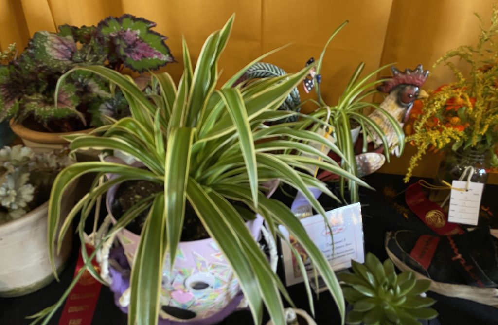 Multiple plants.  A variegated spider plant in a vase that has a frightened face and two skeleton hands on either side.  In the background on the left are a Rex Begonia with a pewter begonia in front of it.  On the right is a rooster planter with a spider plant inside it and on the far right is a vase of Mexican sunflowers and goldenrod blooms.