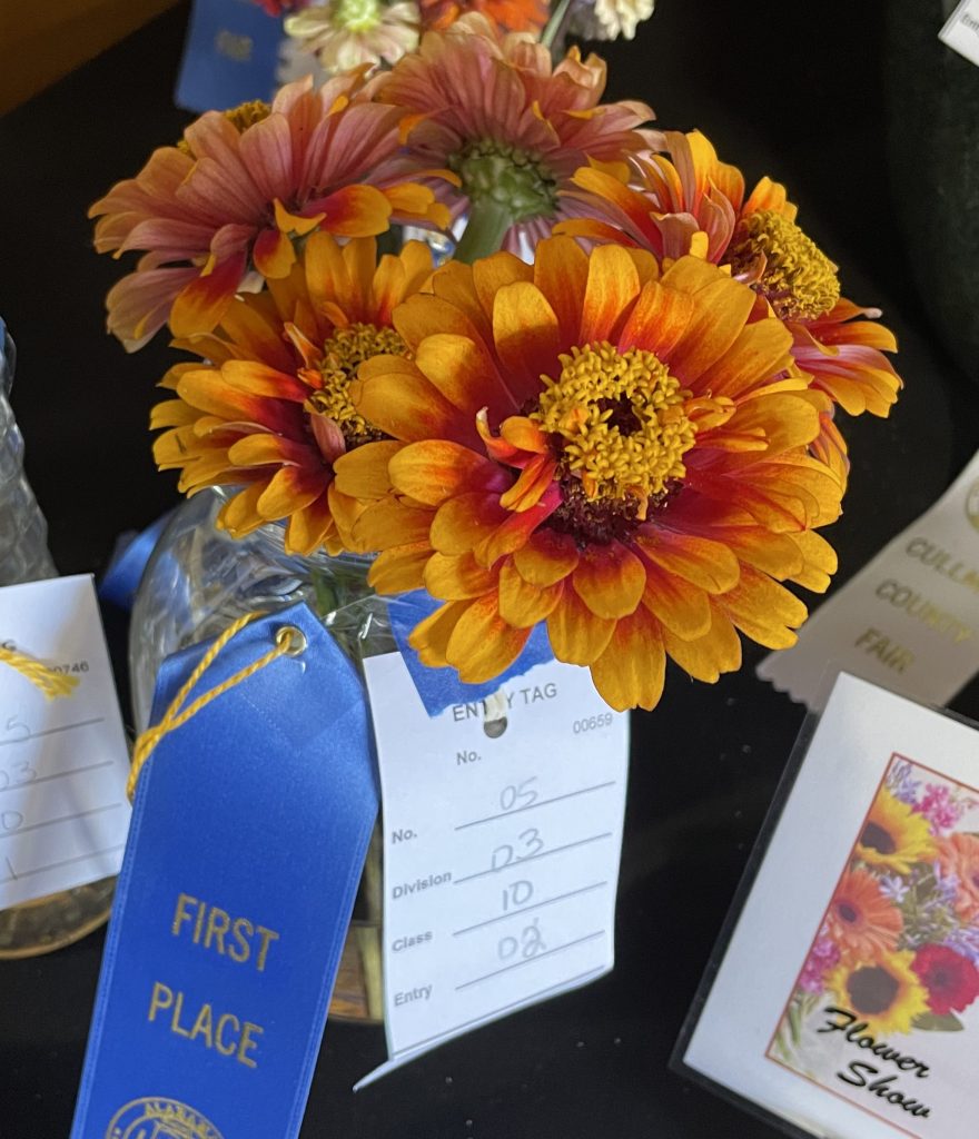 Five red, yellow and orange zinnias are the Zowie! Yellow Flame Zinnia (zinnia elegans).