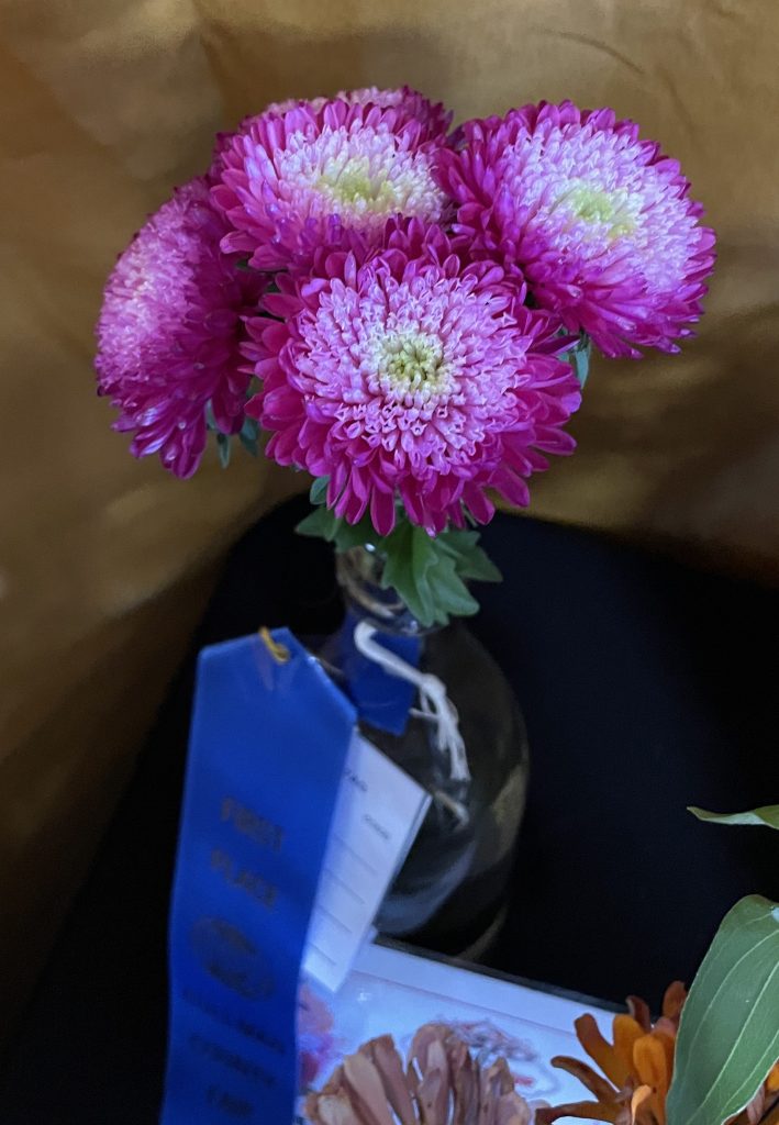 Four Azumi XL aster flowers in a clear glass container.  The flowers have yellow-green petals in the center, surrounded by a narrow white circle of petals with a lighter pink circle of petals and finally a dark pink outer circle of petals.  The petals are small and oblong and tightly packed.
