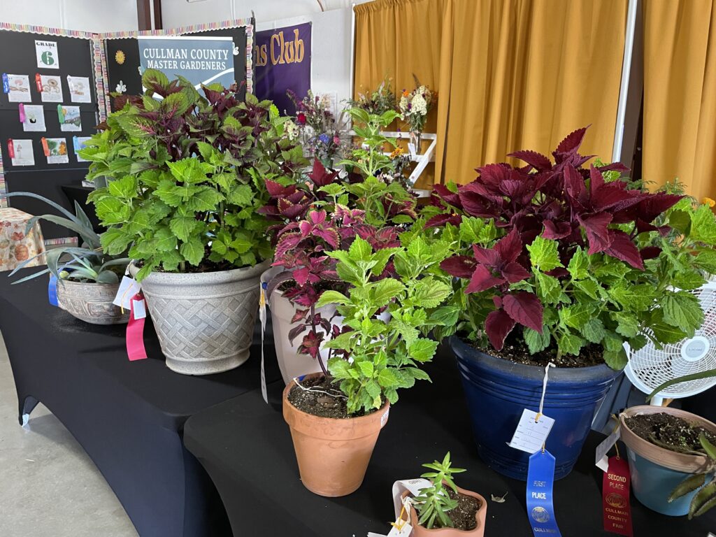 Very large pots of different Coleus combinations.  Some are lime green, some are a deep purple-red and green variegated and some are solid magenta.
